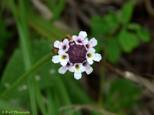 {Phyla nodiflora}